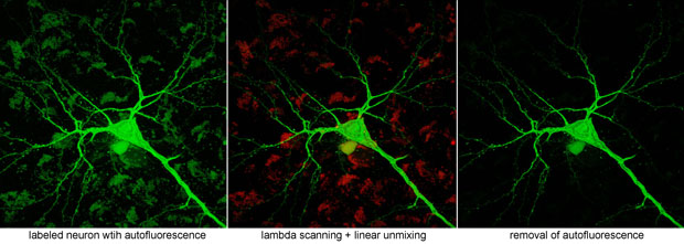 Multiphoton image 3