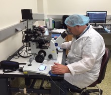 Researcher looking through a microscope